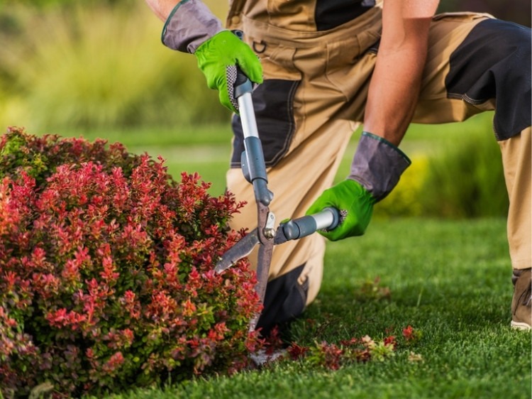 Lawn Mowing & Maintenance in College Station TX