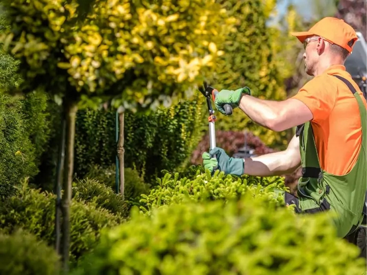 Tree & Shrub Care in College Station TX